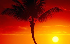 Palm tree on background of summer sunset