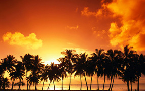 Palm trees on the background of the summer sunset