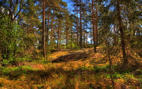 Pine trees in a summer forest