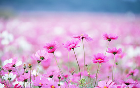 Pink daisy in summer