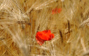 Маки среди летних колосков