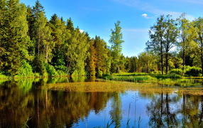 River in summer forest