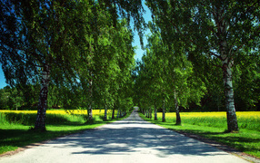Road among birches summer