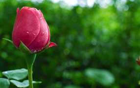 Бутон розы летом