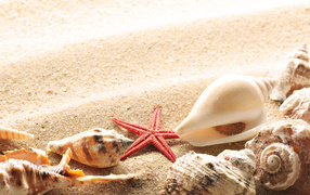 Ракушки на летнем пляже