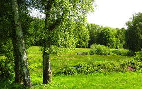 Summer birch