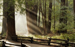 Летний день в лесу