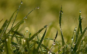 Летняя роса