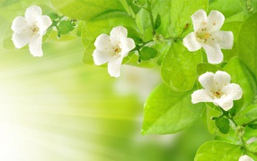 Летняя роса на цветах