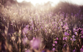 Летнее поле цветов