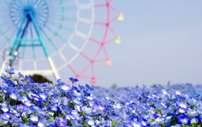 Летние цветы на фоне колеса обозрения