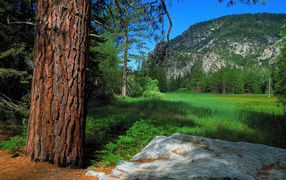 Летний лес в горах