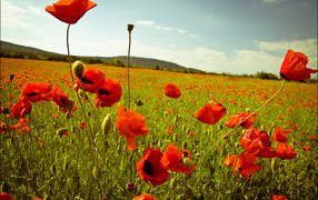 Лето в Украине