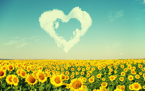 Летняя любовь