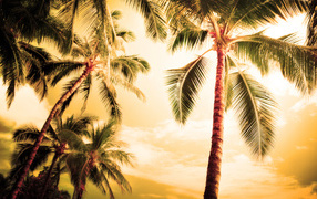 Summer palms