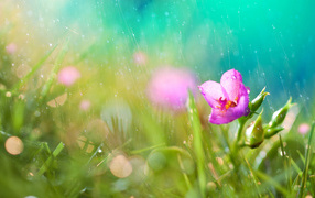 Летний дождь