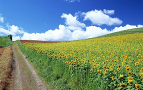 Дорога среди летних полей