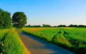 Дорога среди ухоженных летних полей