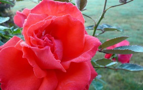 Летняя роза