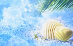 Летние ракушки