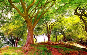 Солнечный летний день в лесу