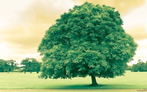 Дерево в поле летом
