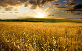 Пшеничное поле под лучами летнего солнца