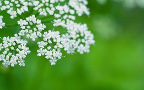 Бело зеленое лето