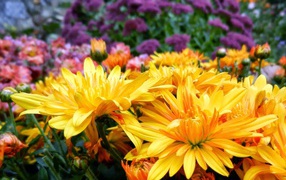 Желтые и сиреневые летние цветы
