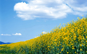 Желтые летние цветы