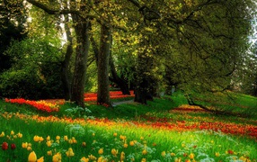 Цветочная поляна в парке