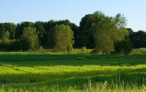 Зеленое летнее поле