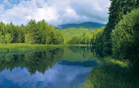 Тихая река в зеленом лесу