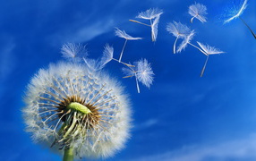 С одуванчика летят семена
