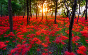 Поляна цветов на фоне заката