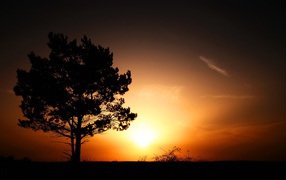The sun behind the lone tree