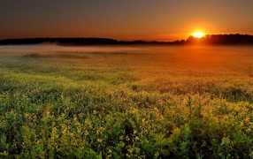 Солнце садится за лес