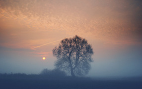The tree in the fog