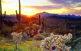 Закат над кактусами