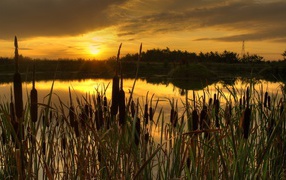 	   Sunset in the reeds