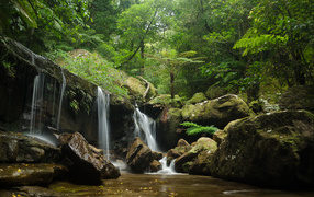 Заросли и водопад