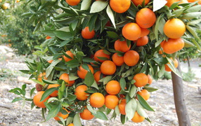 Mandarin tree for the New Year