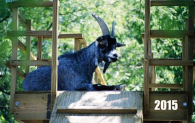 Новый Год 2015 Синяя коза