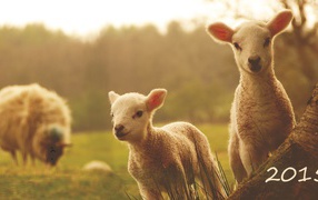 Новый Год 2015 овечки