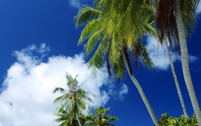 Palm trees and the southern sky