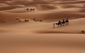 Trip on camels in the desert