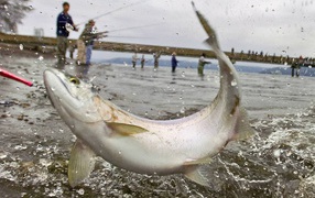 Удачная рыбалка