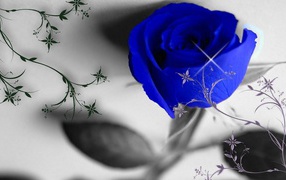 Синяя роза и узоры