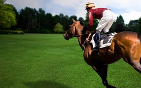 Конный спорт