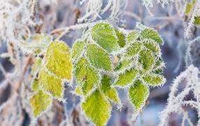 Frost on green leaves